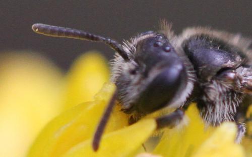 Réf. 274 039 : Andrena sp.